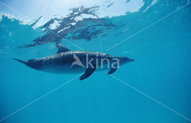 Atlantic Spotted Dolphin (Stenella frontalis )