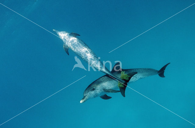 Atlantic Spotted Dolphin (Stenella frontalis )