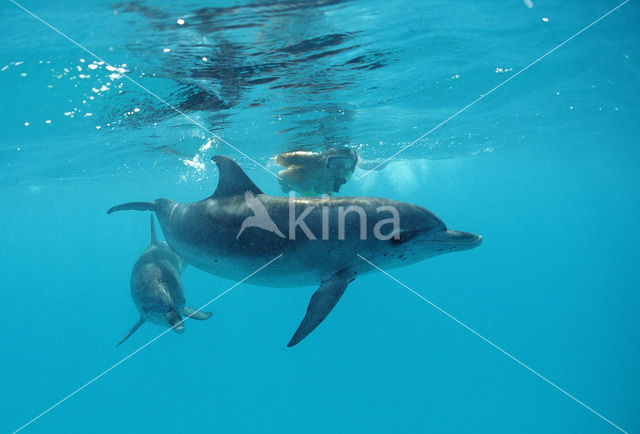 Atlantic Spotted Dolphin (Stenella frontalis )