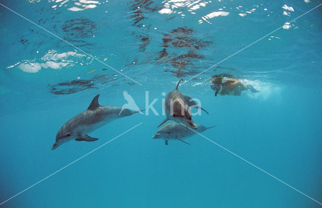 Atlantic Spotted Dolphin (Stenella frontalis )