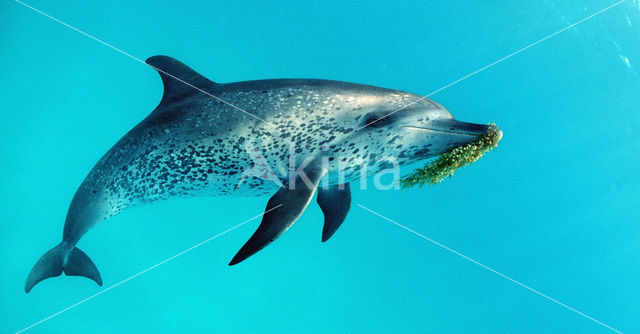 Atlantic Spotted Dolphin (Stenella frontalis )