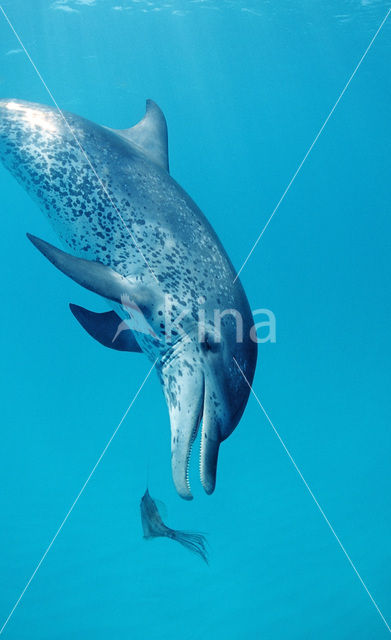 Gevlekte dolfijn (Stenella frontalis )