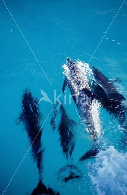 Atlantic Spotted Dolphin (Stenella frontalis )