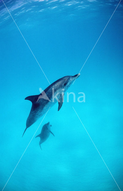 Atlantic Spotted Dolphin (Stenella frontalis )