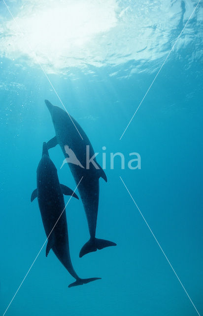 Atlantic Spotted Dolphin (Stenella frontalis )
