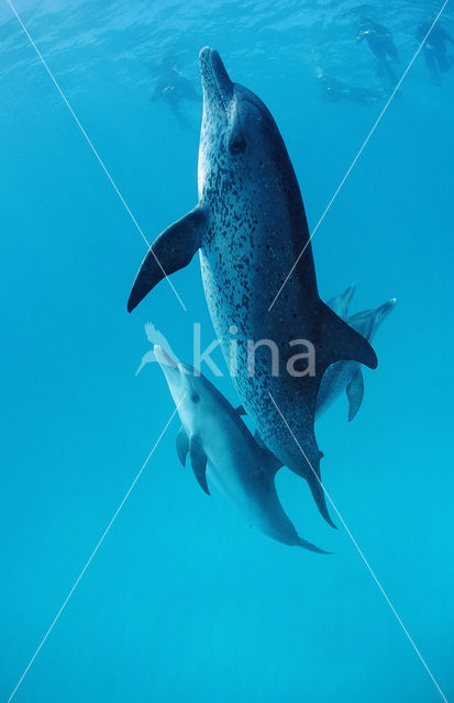 Atlantic Spotted Dolphin (Stenella frontalis )