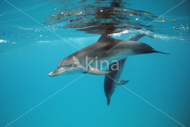 Gevlekte dolfijn (Stenella frontalis )