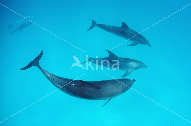 Atlantic Spotted Dolphin (Stenella frontalis )