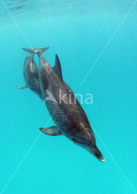 Gevlekte dolfijn (Stenella frontalis )