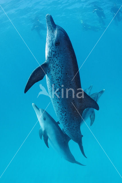 Atlantic Spotted Dolphin (Stenella frontalis )