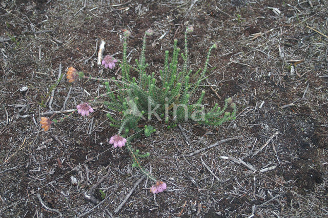 Cross-leaved Heather (Erica tetralix)