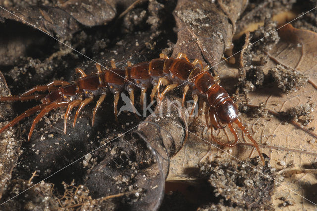 Gewone duizendpoot (Lithobius forficatus)