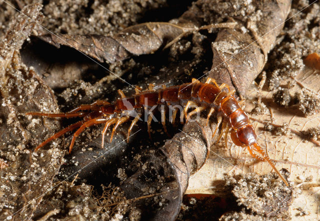 Gewone duizendpoot (Lithobius forficatus)