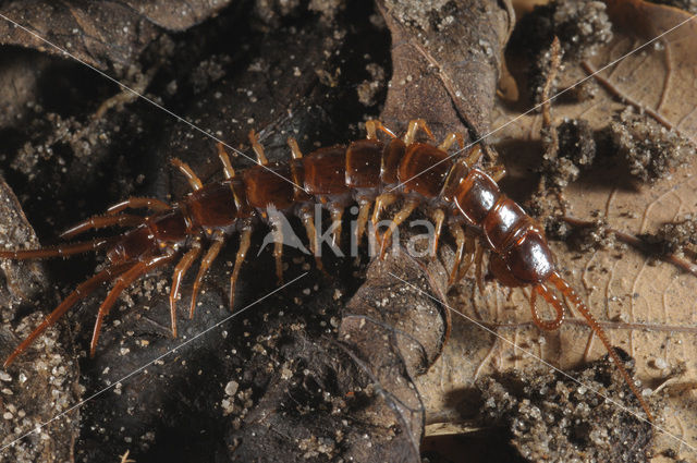 Gewone duizendpoot (Lithobius forficatus)