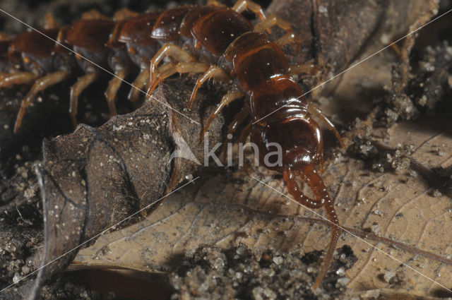 common centipede (Lithobius forficatus)
