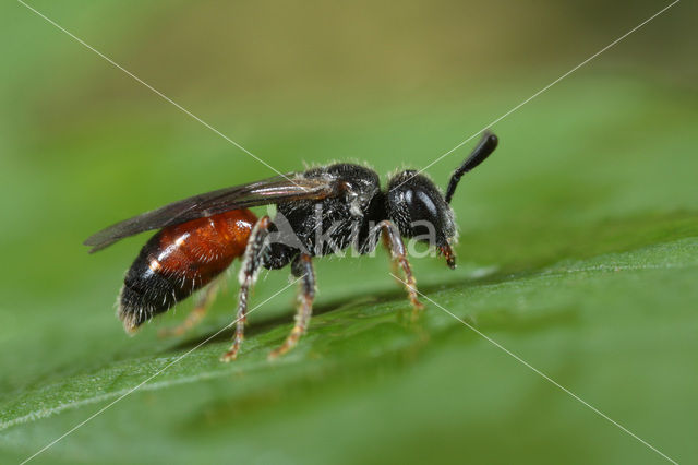 Gewone dwergbloedbij (Sphecodes miniatus)