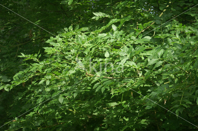 Gewone es (Fraxinus excelsior)