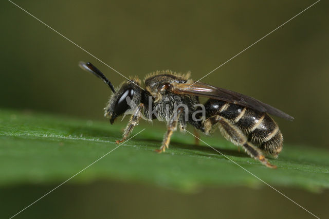 Lasioglossum sexstrigatum