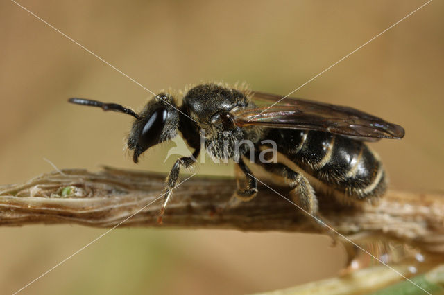 Gewone franjegroefbij (Lasioglossum sexstrigatum)