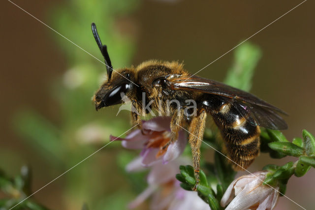 Slender Mining Bee (Lasioglossum calceatum)