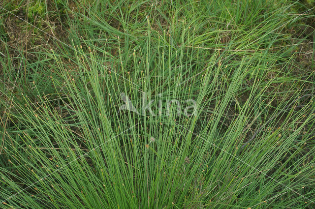 Deergrass (Trichophorum cespitosum ssp. germanicum)