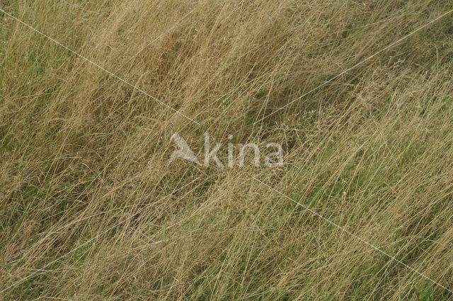 Common Bent (Agrostis capillaris)