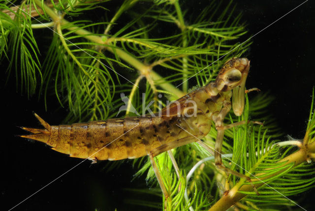 Hawker (Aeshna sp.)