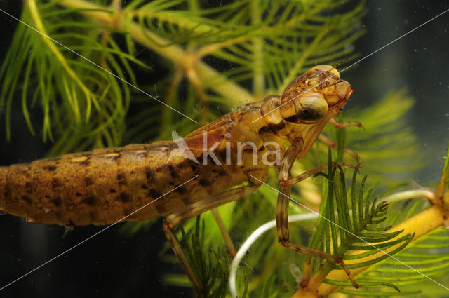 Hawker (Aeshna sp.)