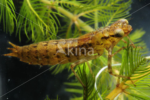Hawker (Aeshna sp.)
