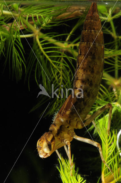 Hawker (Aeshna sp.)