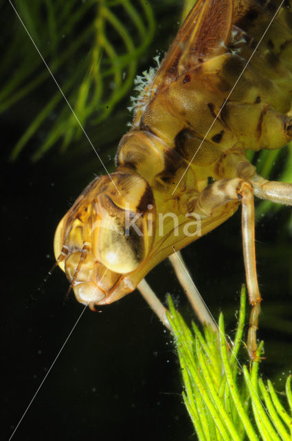 Hawker (Aeshna sp.)