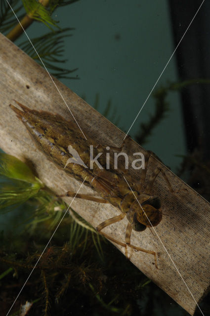 Hawker (Aeshna sp.)