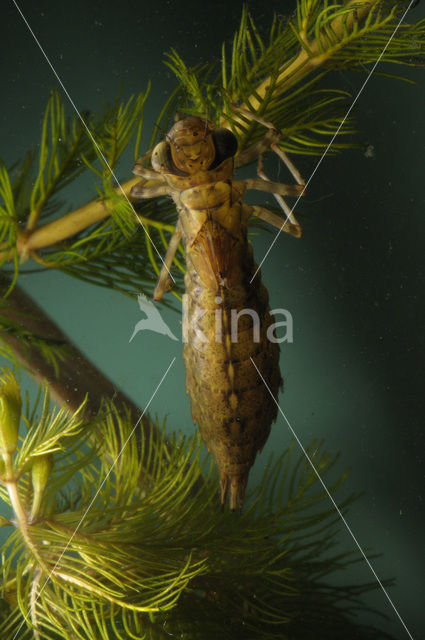 Hawker (Aeshna sp.)
