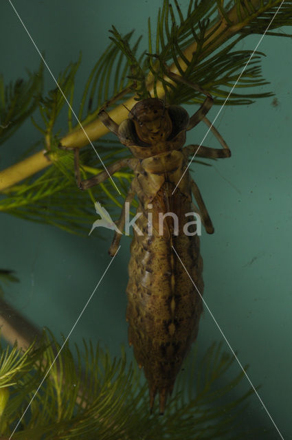 Hawker (Aeshna sp.)