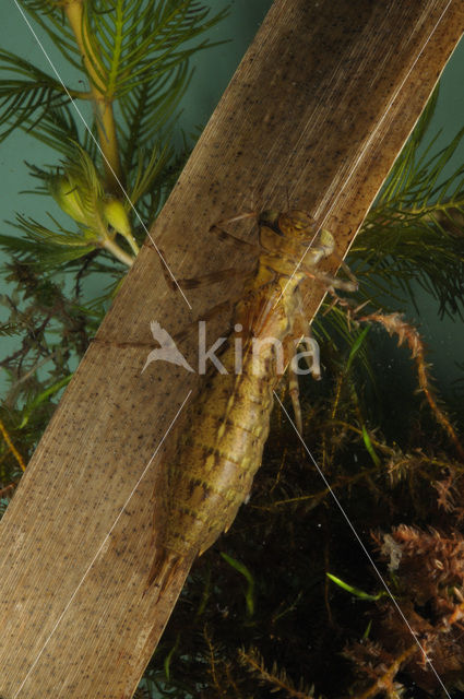 Hawker (Aeshna sp.)