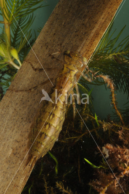 Hawker (Aeshna sp.)