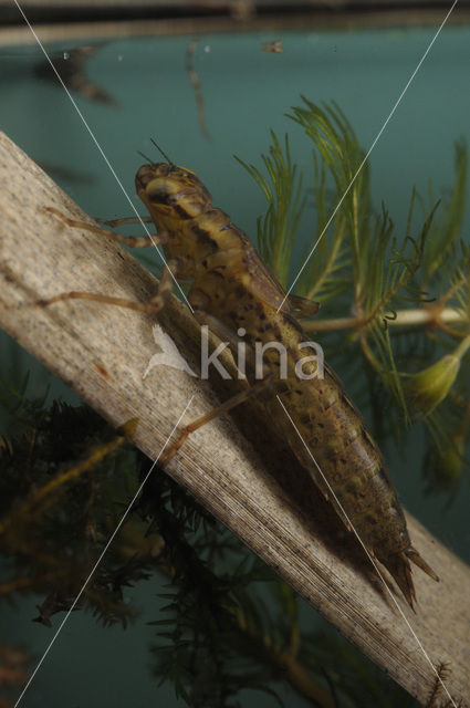 Hawker (Aeshna sp.)