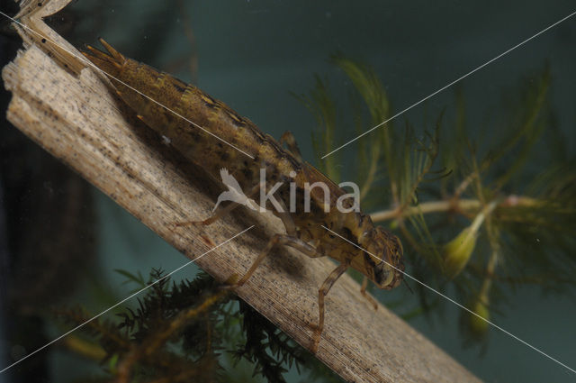 Hawker (Aeshna sp.)