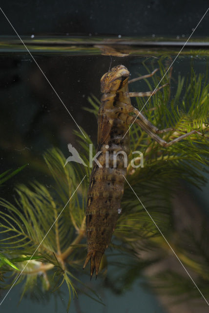 Hawker (Aeshna sp.)
