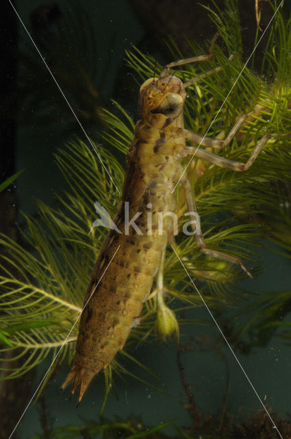 Hawker (Aeshna sp.)