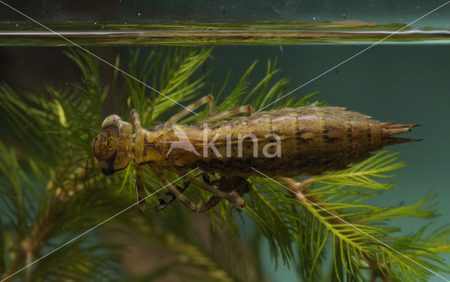 Hawker (Aeshna sp.)