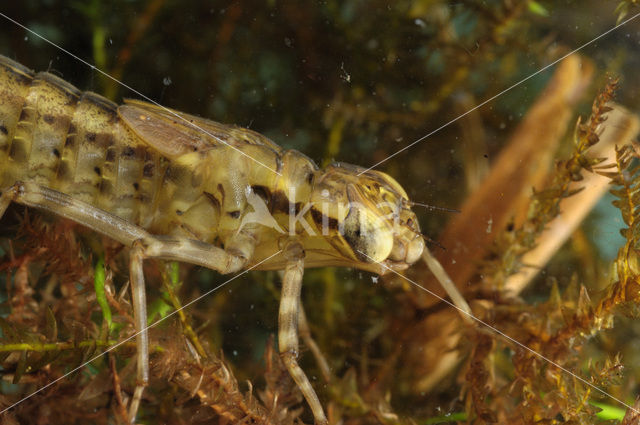 Hawker (Aeshna sp.)