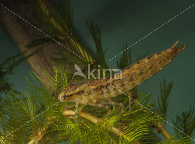 Glazenmaker (Aeshna sp.)
