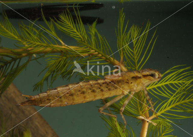 Hawker (Aeshna sp.)