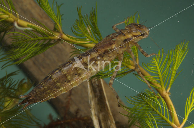 Hawker (Aeshna sp.)