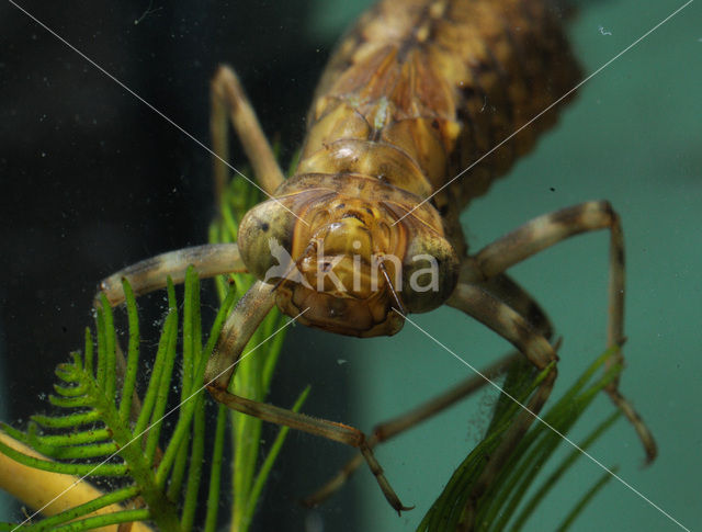 Hawker (Aeshna sp.)