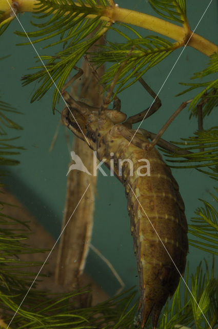 Glazenmaker (Aeshna sp.)