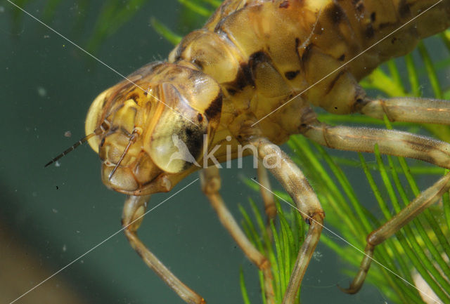 Hawker (Aeshna sp.)