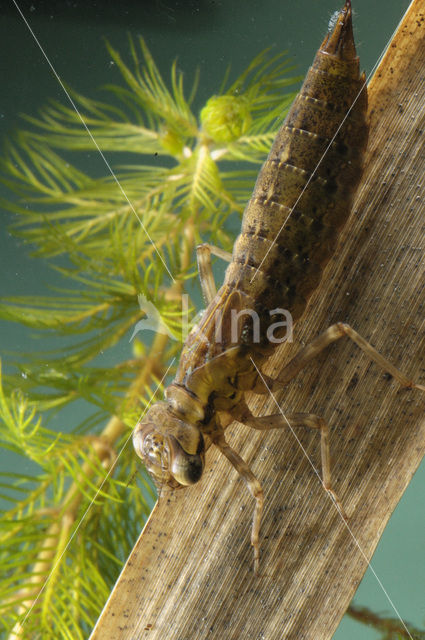 Hawker (Aeshna sp.)