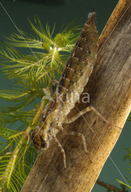 Hawker (Aeshna sp.)